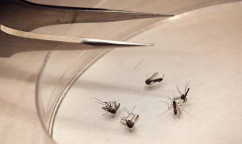 Зика не е единствената заплаха покрай комарите - 1