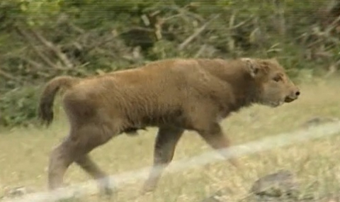 Бебе бизон се роди в България - 1