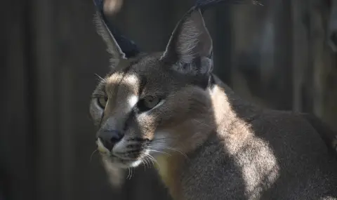 Диви котки - каракали, конфискувани в Испания, са настанени в Софийския зоопарк (СНИМКИ) - 1