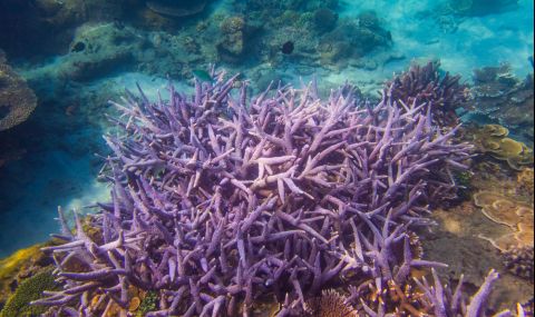 Тайванските коралови рифове са обречени на гибел - 1