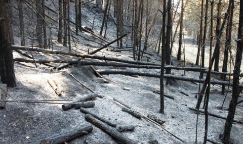 Пожари поглъщат гората, еколозите се занимават със ски писти - 1