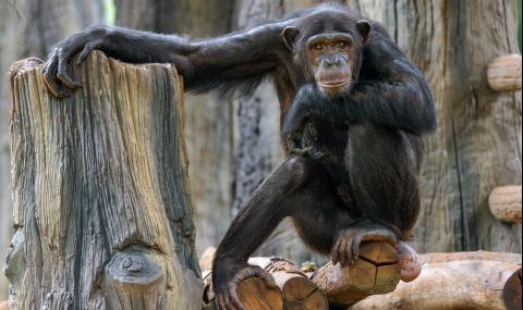 Ето я тайната на суперсилата на шимпанзетата - 1