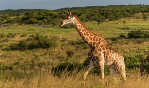 Учените откриха нещо шокиращо за жирафите - 1