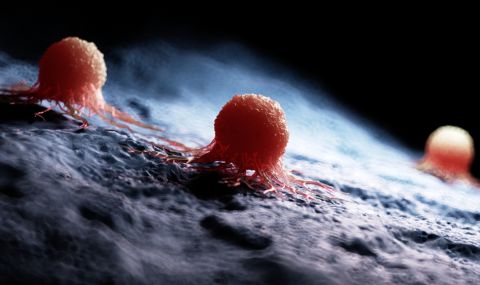 Важен пробив в борбата с рака: Учени откриха как се разпространяват раковите клетки - 1