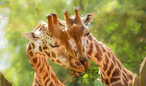 Биолозите подредиха класация с най-моногамните и най-развратните животни - 1