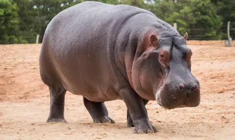 12 години смятали женски хипопотам в зоопарка в Осака за мъжки - 1