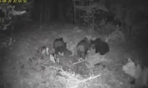 Камера засне мечка с три малки мечета на 2 км от Добринище - 1