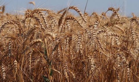 Очаква се слаба реколта от пшеница - 1