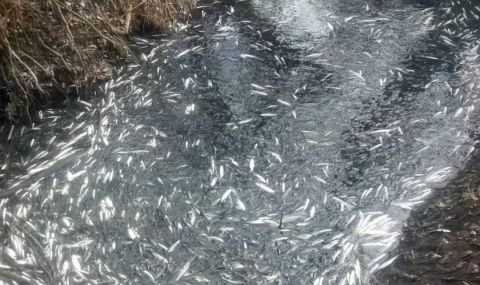 Голямо количество мъртва риба край Аксаково, прокуратурата разследва случая  - 1