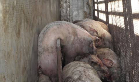 Избиват прасета - майки в Карнобатско - 1