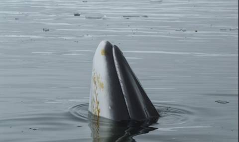 Доброволци спасиха от сигурна смърт 6-метров мини кит - 1