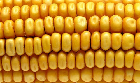 ЕС пусна 11 нови вида ГМО царевица - 1