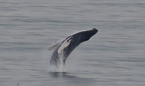 Гърбат кит прави задно салто (СНИМКИ) - 1