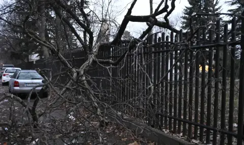 Дърво падна върху оградата на детска градина в София