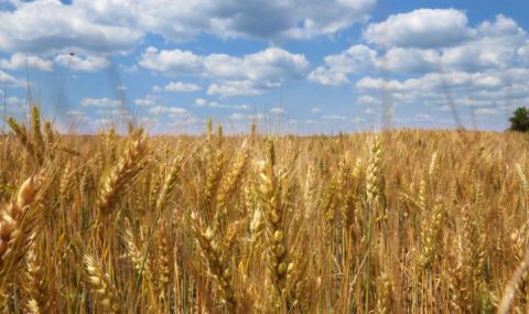 50 млн. тона зърно може да достигнат до световните пазари до края на годината - 1