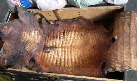 Митничари задържаха крокодилски и змийски кожи в карго пратка от Аржентина  - 1