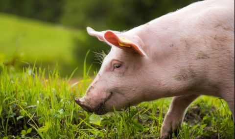 Американци отглеждат най-старото прасе в света (ВИДЕО) - 1