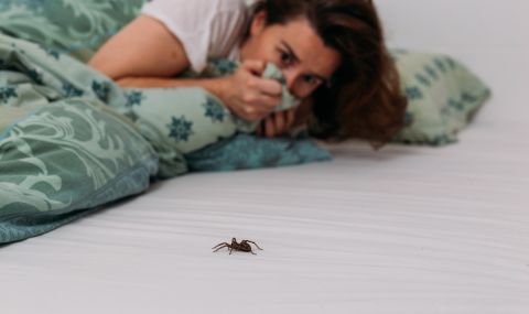 Мит ли е, че поглъщаме паяци, докато спим? - 1