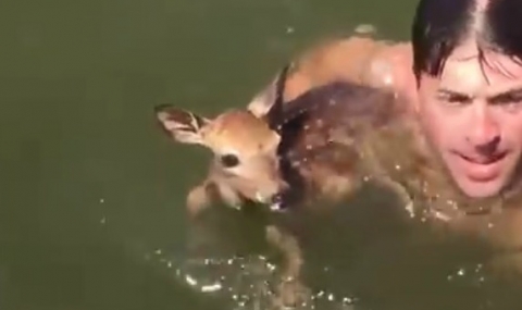 В Тексас спасиха малко еленче от удавяне (ВИДЕО) - 1