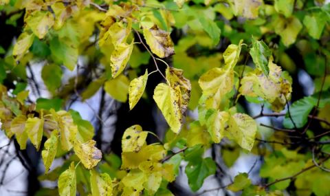 Повече слънчеви часове следобед - 1