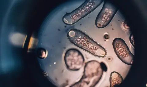 Учени разшифроваха дългогодишна мистерия в биологията - 1