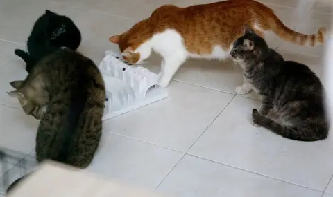 Откриха капани за бездомни животни в Стара Загора: Полицията проверява мъж и жена - 1