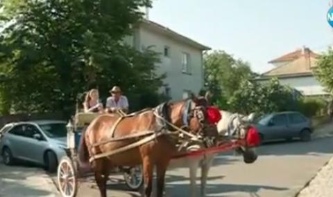 Природозащитници: Мажете конете със слънцезащитни кремове - 1