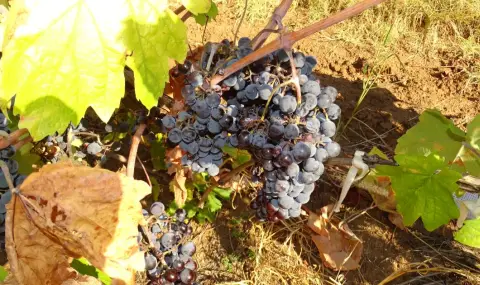 Police and gendarmerie guard the vineyards in Pazardzhishko  - 1