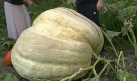500-килограмова тиква расте в село Гърмен - 1