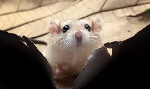 Неостаряващи мишки бяха открити в пустините на Близкия изток - 1