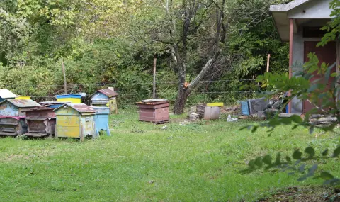 Мечки нападат пчелини и земеделски площи в Търновско - 1