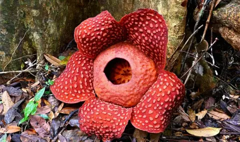 След 13 години търсене: Биолог откри рядко цвете, привличащо мухи с миризма на мърша - 1