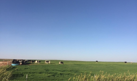 Млечната ферма като печеливш бизнес – опитът на Холандия - 1