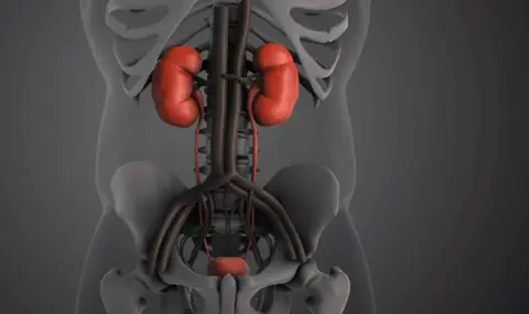 Лекари: Червата, черният дроб и бъбреците се прочистват сами, не ги насилвайте с детокс, диети и клизми, ако сте здрави - 1