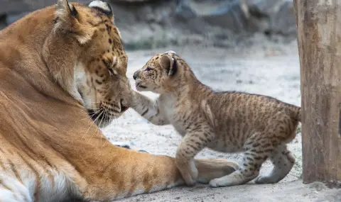 Лигърът Голиат – новата атракция на румънски зоопарк, която приковава вниманието - 1