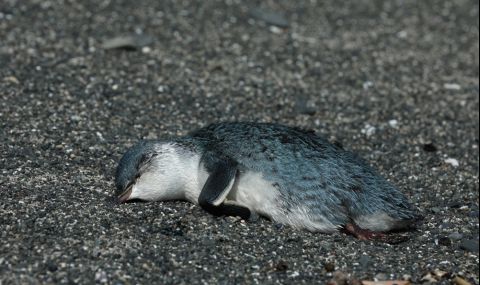 Все повече пингвини умират от птичи грип в Република Южна Африка - 1