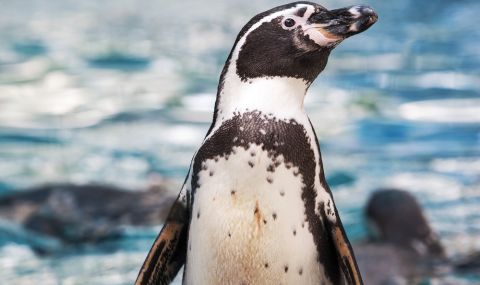 На рекордните 32 г. почина най-възрастният хумболтов пингвин в света (СНИМКИ) - 1