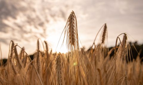 Украйна ще изнесе под 3 млн. тона зърно през ноември заради Русия - 1