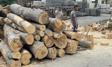 Забраняват износа на дървесина към трети страни - 1
