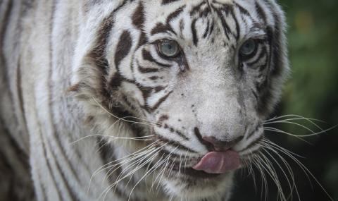 Умря последният бял тигър в зоопарк - 1