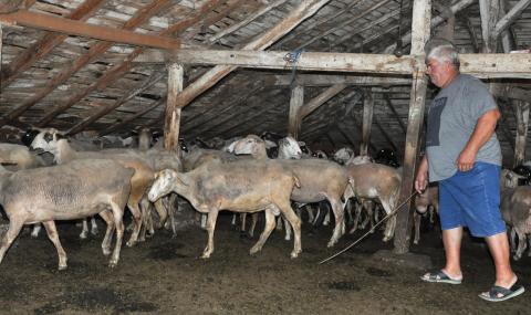 Бруцелоза по овцете в Кюстендилско - 1
