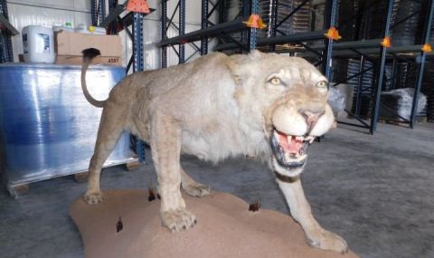 Откриха препариран лъв в хале в Разград (СНИМКИ) - 1