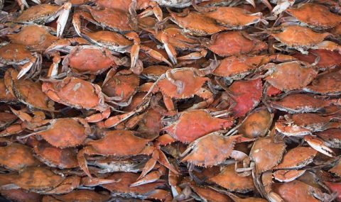 Спешни мерки! Забраниха улова на снежни и кралски раци в Берингово море поради срив в популацията - 1