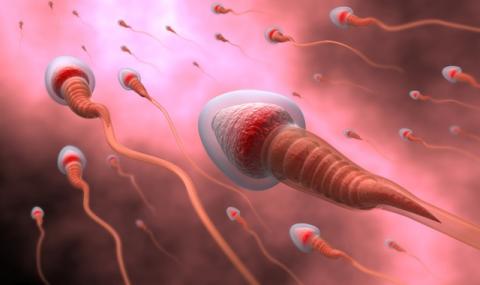 10 факта за спермата, които ще ви изненадат - 1