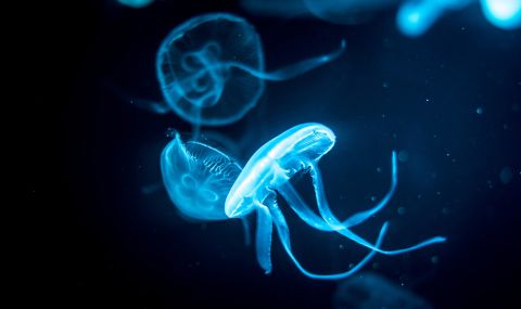Заснеха непознати до днес дълбоководни видове (СНИМКИ) - 1