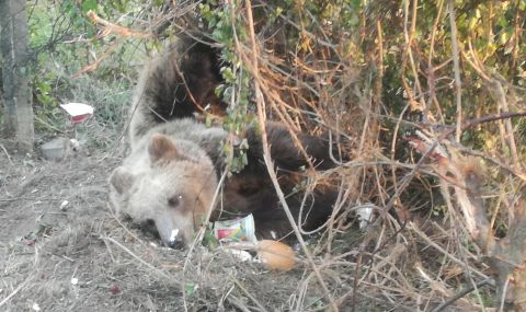 Хора срещу мечки: Има ли конфликт между диво животно и живеещите в района на Централен Балкан - 1