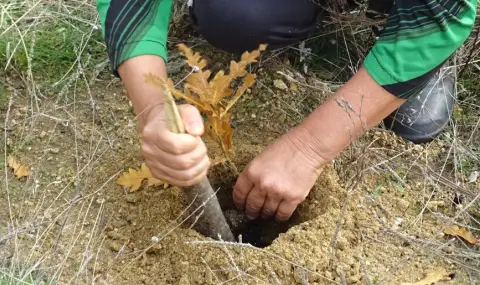 Над 2000 дръвчета засаждат в Българово - 1