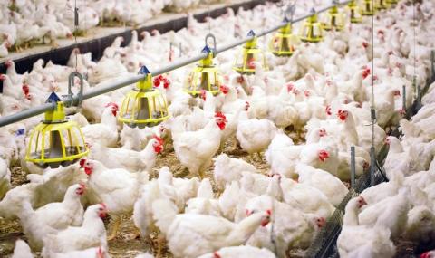 Стотици хиляди пилета бяха умъртвени и унищожени заради срив на търсенето - 1
