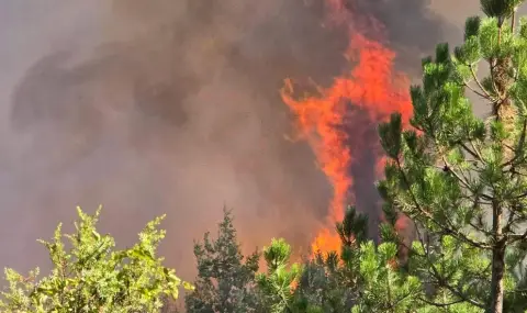 140 дка смесена и 15 дка борова гора изпепели пожарът над Горнослав - 1
