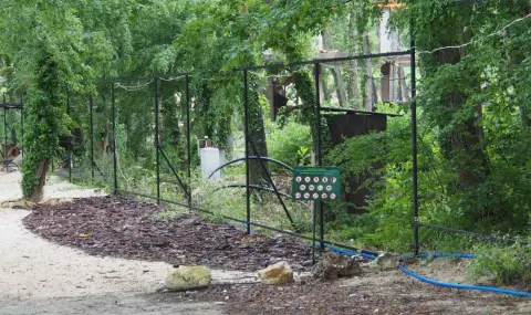 Журналист за "Баба Алино": Тази история е планирана да избухне в точния политически момент  - 1